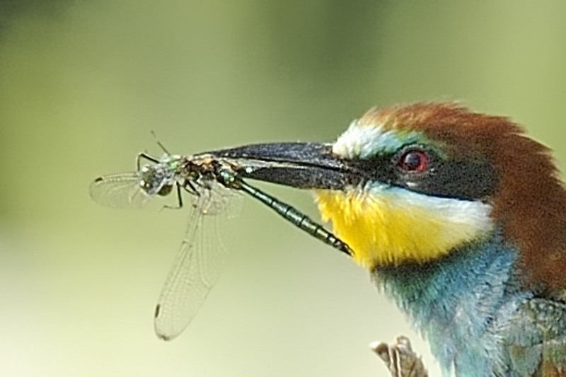 Somatochlora prob. metallica... in pasto a Merops apiaster